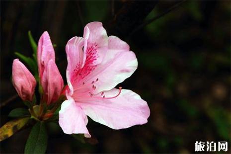 峨眉山杜鵑花幾月份開