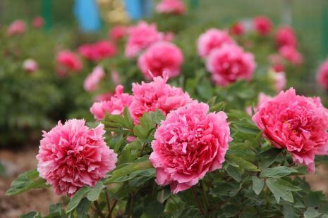 2019洛阳牡丹花会时间+地点 洛阳牡丹花期