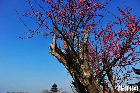 2019上海梅花节在哪里 时间+交通