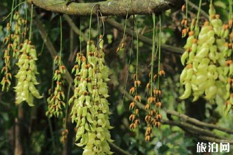 2019華南植物園禾雀花門票+時(shí)間+地點(diǎn)+交通+介紹