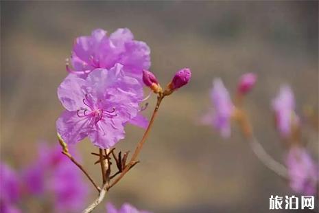 大连杜鹃花什么时候开 大连银石滩公园杜鹃花开了吗