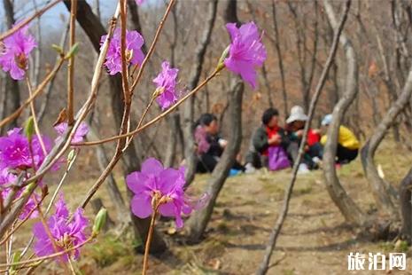 大连杜鹃花什么时候开 大连银石滩公园杜鹃花开了吗