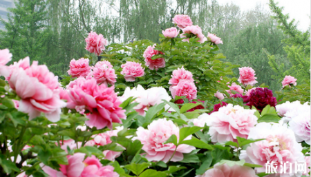 2019洛阳牡丹花会时间+地点 洛阳牡丹花期