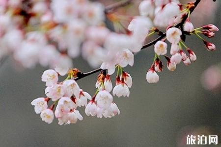 无锡鼋头渚樱花节2019开放时间+门票价格+最佳观赏地点