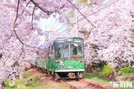 2019岚电樱花隧道地址+门票+花期