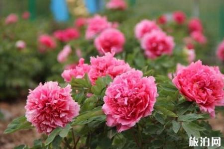 2019洛阳牡丹花会时间+地点 洛阳牡丹花期