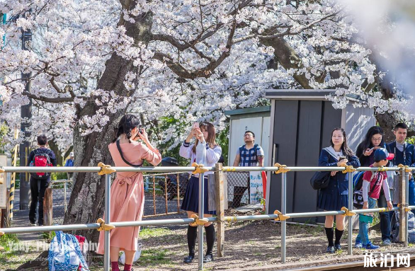 2019岚电樱花隧道地址+门票+花期