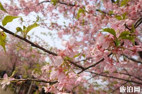 2019上海樱花节3月15日开启 附活动时间安排