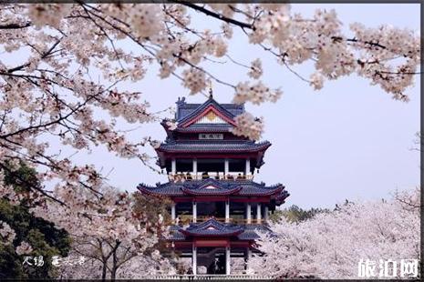 2019无锡鼋头渚樱花节3月1日开启