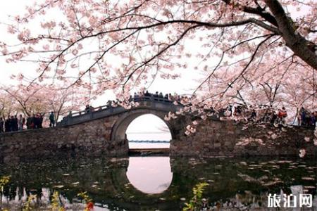 2019无锡鼋头渚樱花节3月1日开启