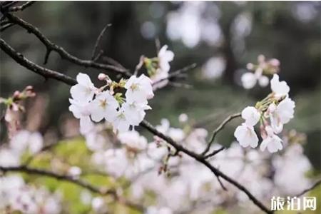 南京林业大学樱花什么时候开