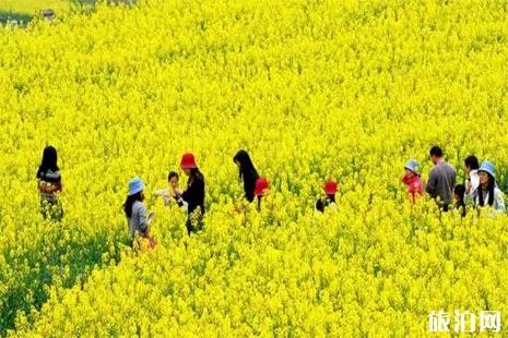 湖南衡阳县第八届油菜花节3月中旬