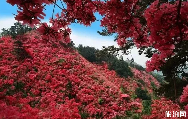 2019黃陂錦里溝櫻花節時間 武漢賞花地點+票價+花期