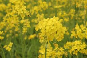 河南油菜花著名景点 河南油菜花几月开