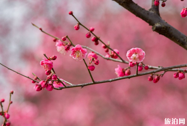 常州红梅公园梅花开没 常州赏梅地点推荐