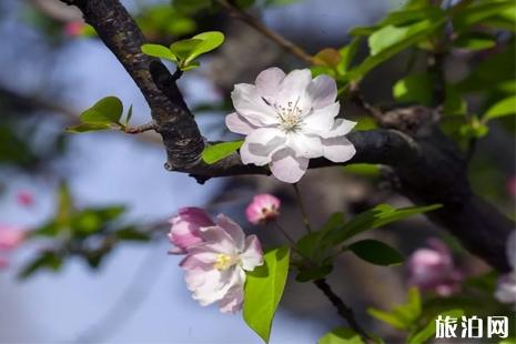 2019年北京赏花时间表 北京赏花好去处