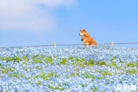 日立海滨公园花期2019 日立海滨公园游玩攻略