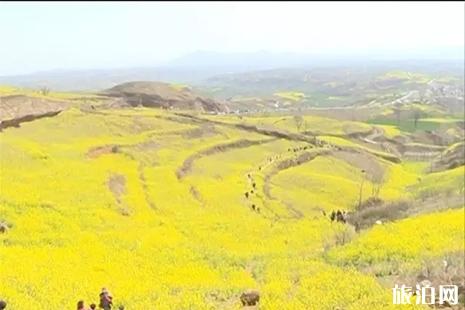 洛阳嵩县大坪乡油菜花地址