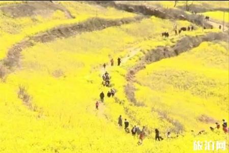 洛阳嵩县大坪乡油菜花地址