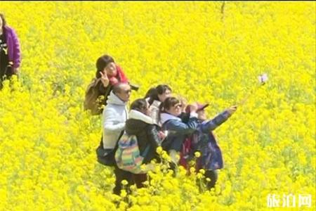 洛阳嵩县大坪乡油菜花地址