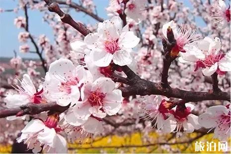 新疆四月赏花去哪