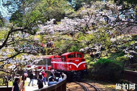 2019阿里山樱花季时间+路线+交通+民宿推荐