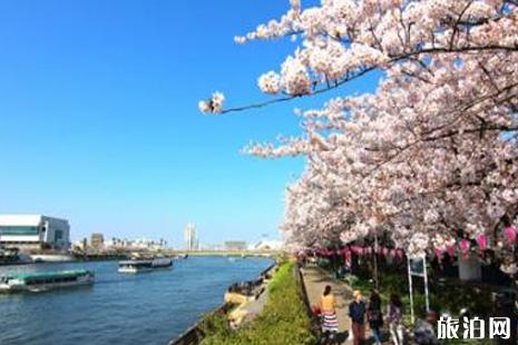 2019东京樱花节攻略