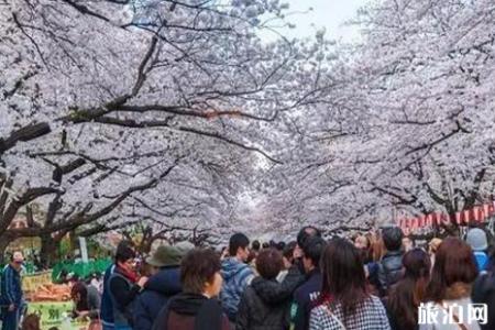 2019东京樱花节攻略