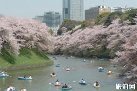 2019东京樱花节攻略