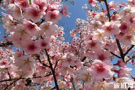 2019长沙市岳麓区晚安国际樱花节3月16日至17日 门票+嘉宾阵容