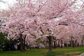 上海顾村公园樱花什么时候开 顾村公园樱花最佳观赏地点推荐