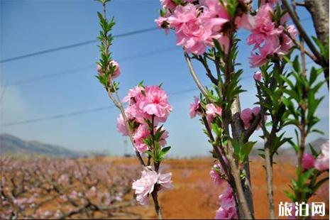 2019乐昌九峰桃花节3月3日开启