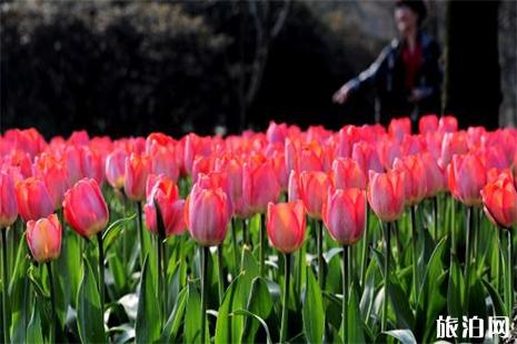 2019温州市区马鞍池公园第十六届郁金香花展时间