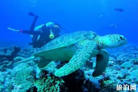 帕劳水母湖恢复了吗 帕劳水母湖游玩攻略
