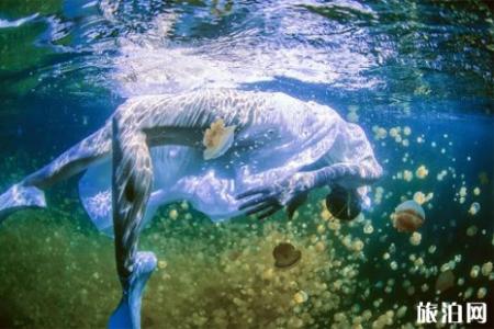 帕劳水母湖恢复了吗 帕劳水母湖游玩攻略