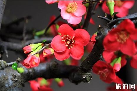 2019上海三四月赏花时间表 上海三四月份花展计划信息