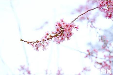 2019第三届眉山樱花节3月14日开启
