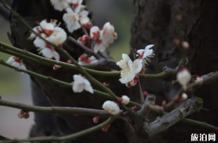 2019年南京溧水梅花节时间+地点+灯光秀时间
