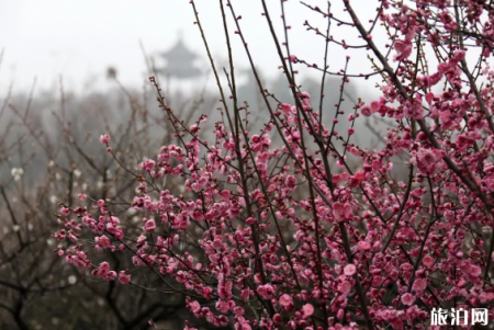 2019年南京溧水梅花节时间+地点+灯光秀时间