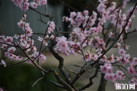 2019年南京溧水梅花节时间+地点+灯光秀时间