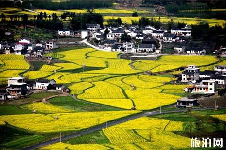 黄山赏油菜花观赏地图