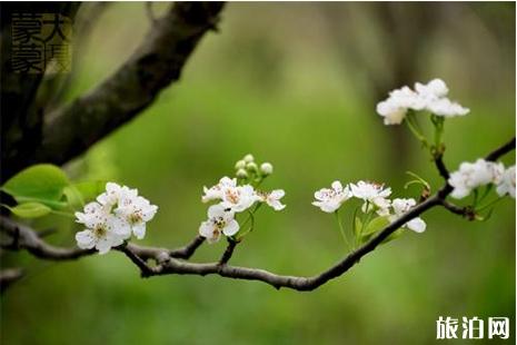 春季篁岭赏花指南