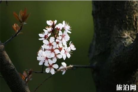 春季篁嶺賞花指南