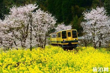 三月去日本哪里玩 三月去日本旅游攻略