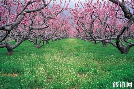 2019重庆永川赏花攻略 花节+花期+攻略