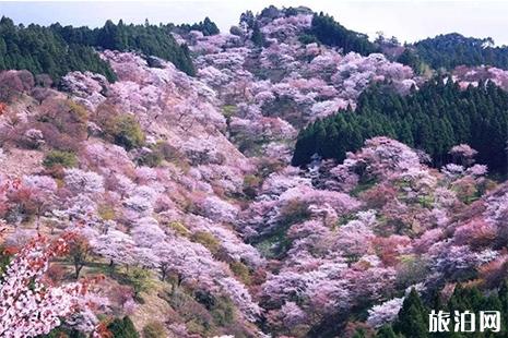 日本十大賞櫻勝地