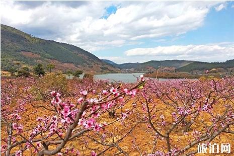 2019米易三花节 时间+活动时间安排