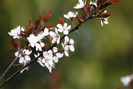 2019大邑霧中山李花節(jié) 時間+地點