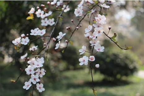 2019大邑霧中山李花節(jié) 時間+地點