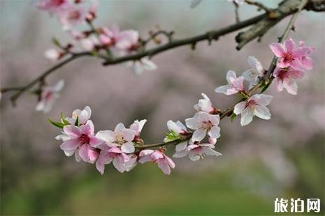 西安浐灞桃花潭公园要门票吗 2019赏花攻略